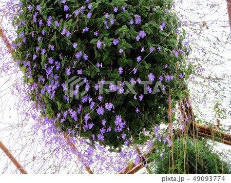 台中市 台中 旧跡 49093774