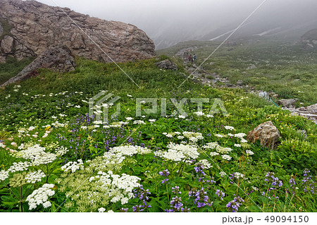 白馬岳の高山植物群落の写真素材