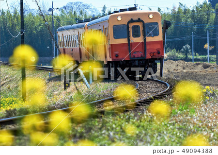 千葉県 小湊鉄道 黄色い模様と列車 牛久駅付近 千葉県 小湊鉄道 黄色い模様と列車 牛久駅付近 49094388