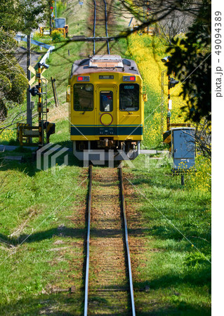 千葉県 いすみ鉄道 菜の花と黄色い列車 城見が丘駅付近 千葉県 いすみ鉄道 菜の花と黄色い列車 城見が丘駅付近 49094389