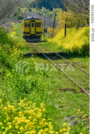 千葉県 いすみ鉄道 菜の花と黄色い列車 城見が丘駅付近 千葉県 いすみ鉄道 菜の花と黄色い列車 城見が丘駅付近 49094390