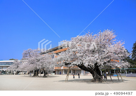 真鍋の桜 49094497