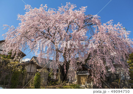 【長野県】黄梅院の枝垂れ桜 49094750