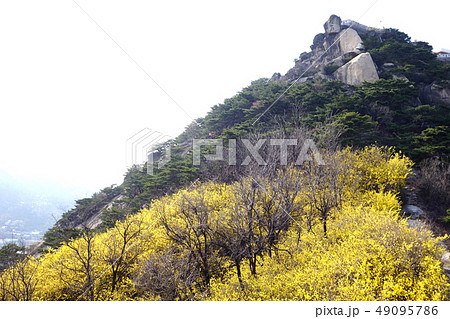 岩山 春の花 韓国 49095786