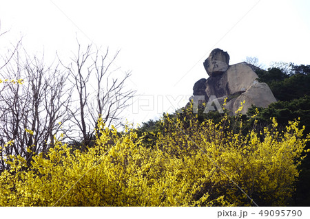 岩山 春の花 韓国 49095790