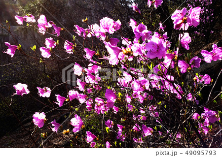 春 岩山 春の花 49095793