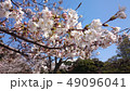 桜 49096041
