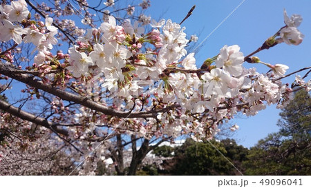 桜 49096041