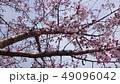 桜 49096042