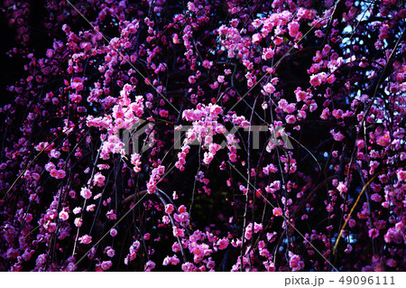 枝垂れ梅 藤牡丹枝垂れ 枝垂れ梅 藤牡丹枝垂れ 49096111