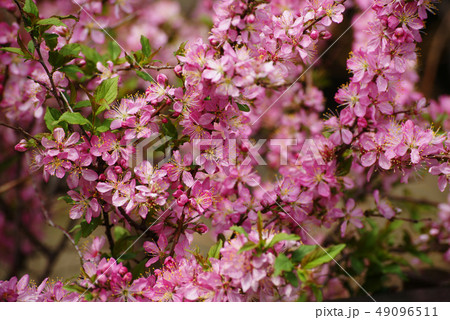 ニワウメ ニワウメ 49096511