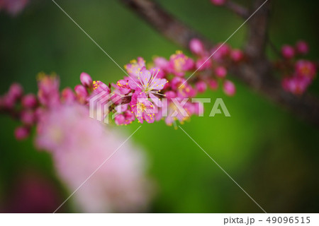 ニワウメ 49096515