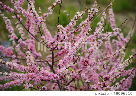 ニワウメ 49096516