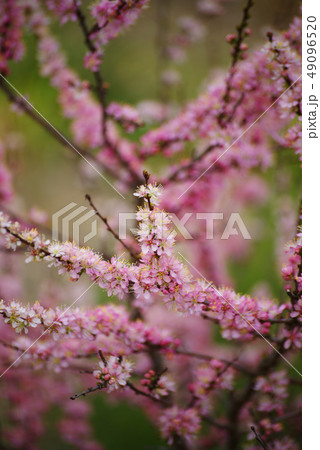 ニワウメ ニワウメ 49096520