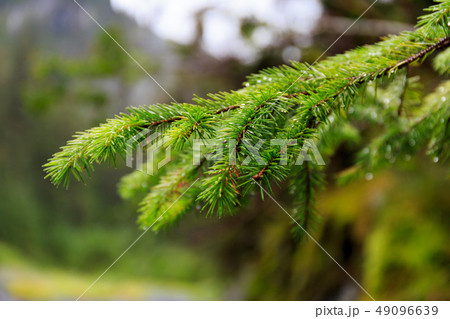 アラスカ　フィヨルドの海と森 49096639