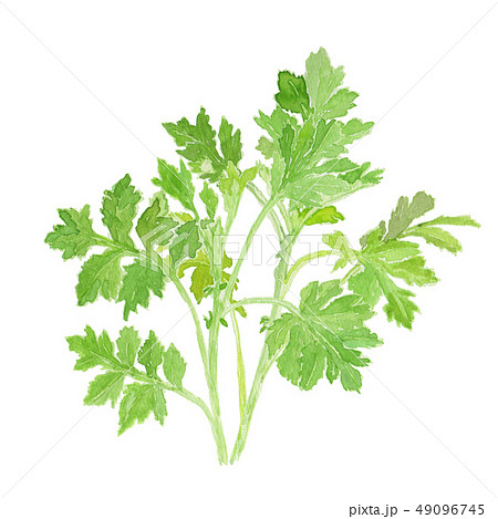 Artemisia Indica Var Maximowiczii よもぎ のイラスト素材