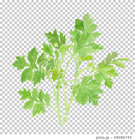 Artemisia indica var. maximowiczii　よもぎ　 49096745