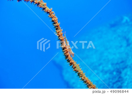 ガラスハゼ 49096844