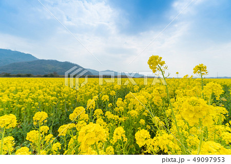 菜の花畑の風景　【岡山県笠岡市】 49097953