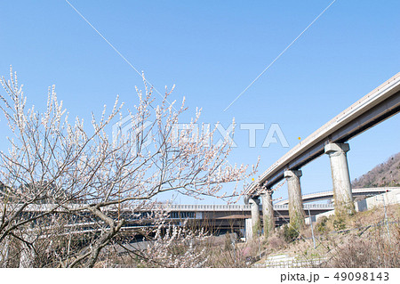 東京都　八王子市　高尾梅郷　荒井梅林 49098143