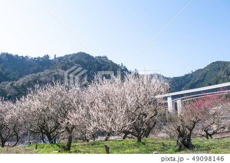 東京都　八王子市　高尾梅郷　荒井梅林 49098146