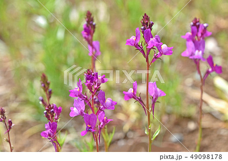 リナリア（姫金魚草） 49098178