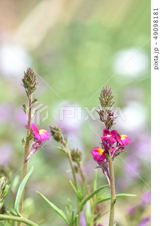 リナリア（姫金魚草） 49098181