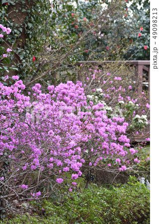 玄海ツツジ 49098213