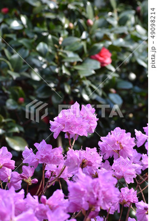 玄海ツツジ 49098214