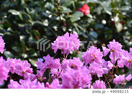 玄海ツツジ 49098215