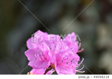 玄海ツツジ 49098218