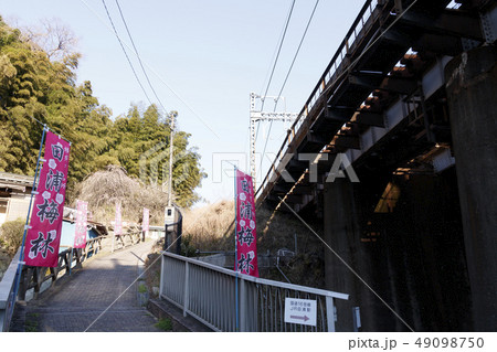 田浦梅園 田浦梅園 49098750