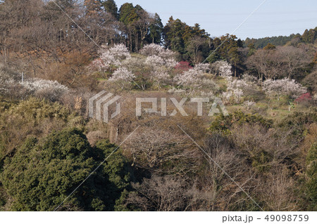 田浦梅園 49098759