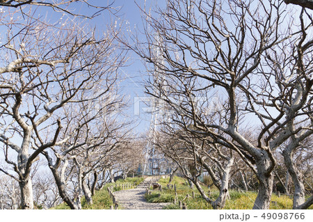 田浦梅園 田浦梅園 49098766