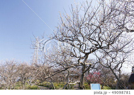 田浦梅園 田浦梅園 49098781