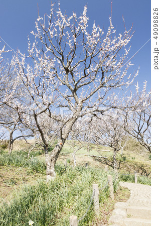 田浦梅園 田浦梅園 49098826