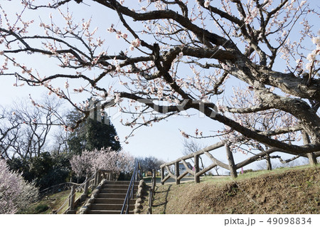 田浦梅園 田浦梅園 49098834