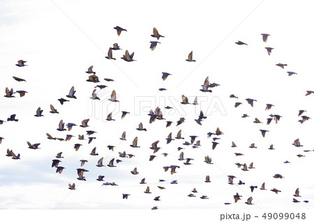 飛翔する鳩の群れ 飛翔する鳩の群れ 49099048