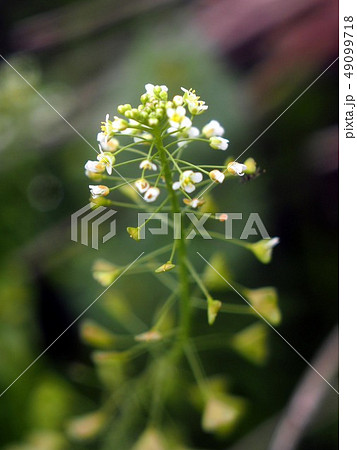 ナズナ ぺんぺん草 の花のクローズアップの写真素材