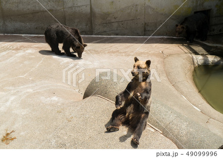 餌をおねだりするヒグマ 餌をおねだりするヒグマ 49099996
