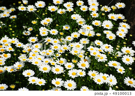 マーガレット　　 49100013