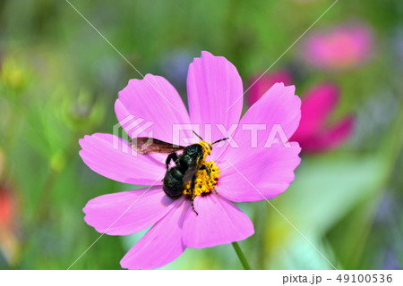 花 フラワー お花 49100536