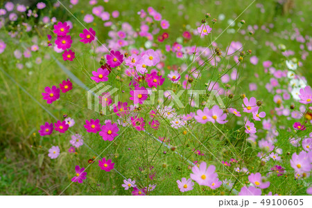 コスモス畑 49100605
