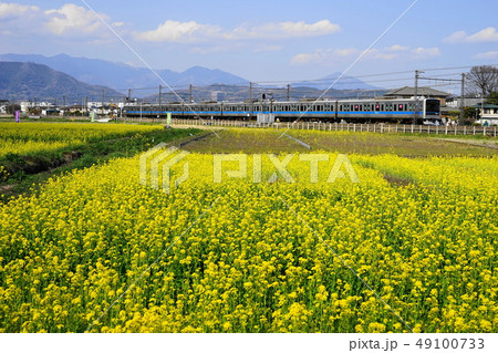 3月 小田原69栢山・菜の花まつりと小田急線 3月 小田原69栢山・菜の花まつりと小田急線 49100733