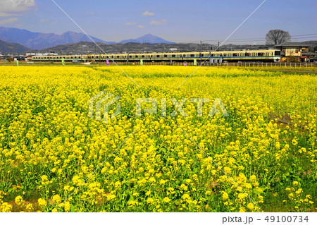 3月　小田原68栢山･菜の花まつりと小田急線 49100734