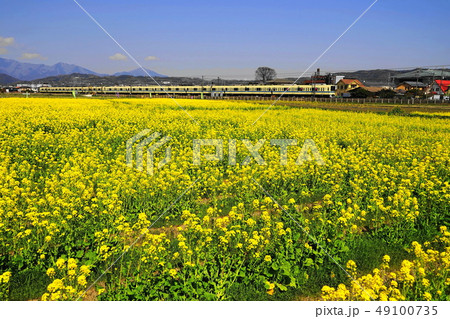 3月 小田原67栢山・菜の花まつりと大山 3月 小田原67栢山・菜の花まつりと大山 49100735