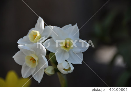 白い水仙の花 49100805