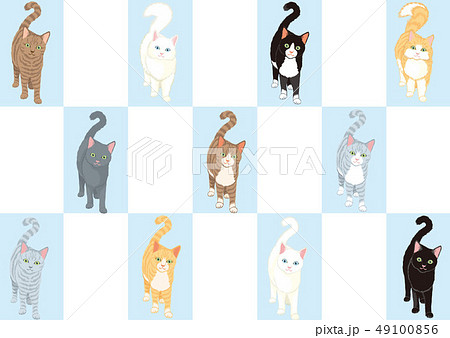 色々な猫 色々な猫 49100856