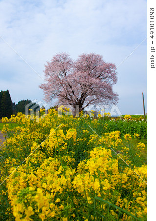 宮崎県国富町大坪の一本桜 49101098