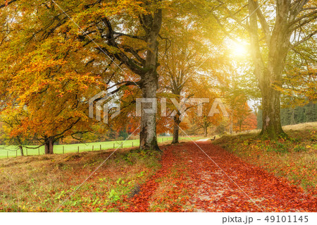 Sunny Alley with Foliage on Footpath Sunny Alley with Foliage on Footpath 49101145